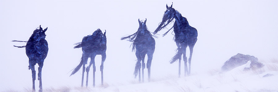 The Bleu Horses in a Winter Storm