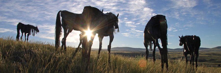 The Bleu Horses on a Late Afternoon in July